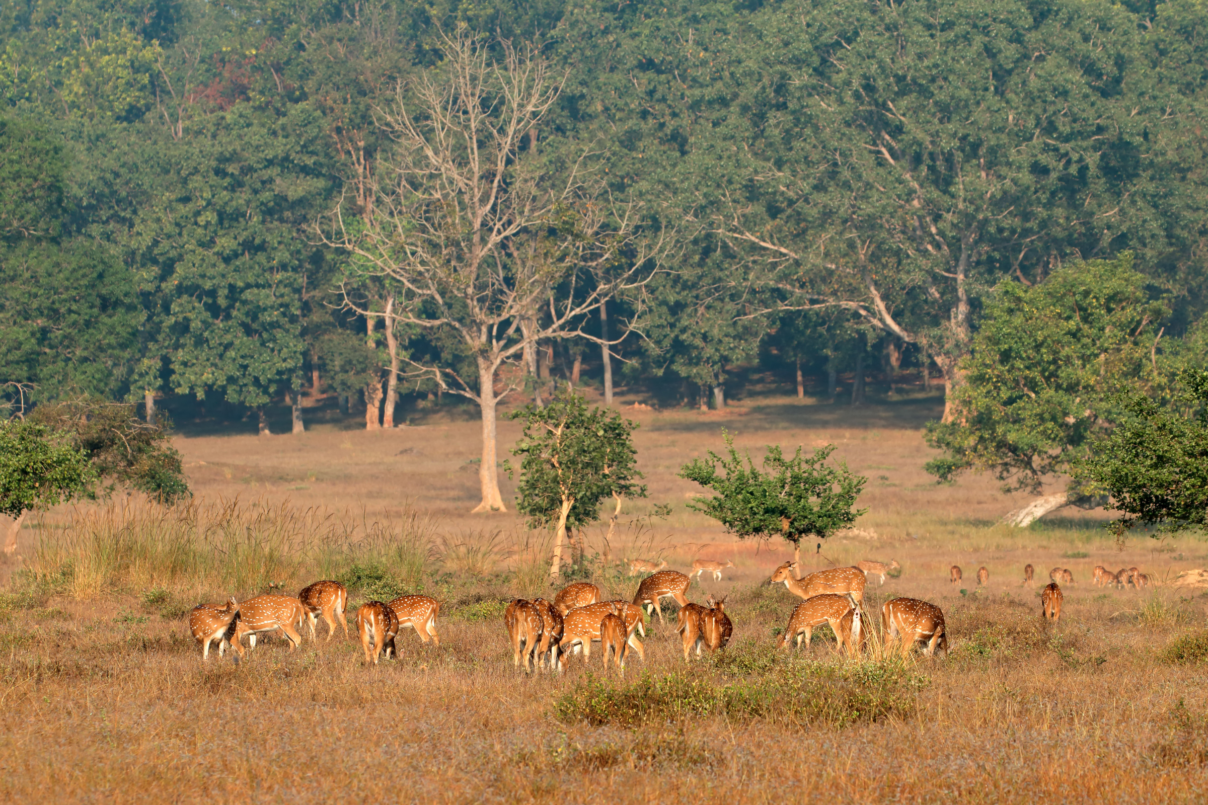 kanha national park (2).webp